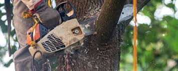 Best Hazardous Tree Removal  in Picture Rocks, AZ
