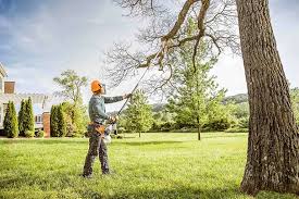 Best Tree Cabling and Bracing  in Picture Rocks, AZ