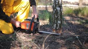 Best Tree and Shrub Care  in Picture Rocks, AZ