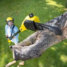Best Lawn Mowing  in Picture Rocks, AZ