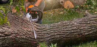 Best Soil Testing and Treatment  in Picture Rocks, AZ