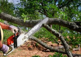 Best Tree Disease Treatment  in Picture Rocks, AZ