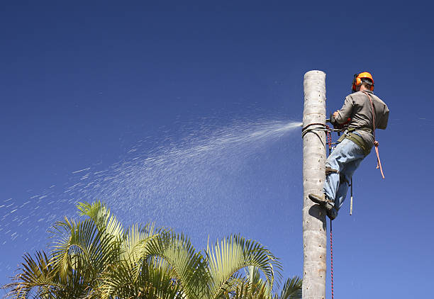 How Our Tree Care Process Works  in  Picture Rocks, AZ