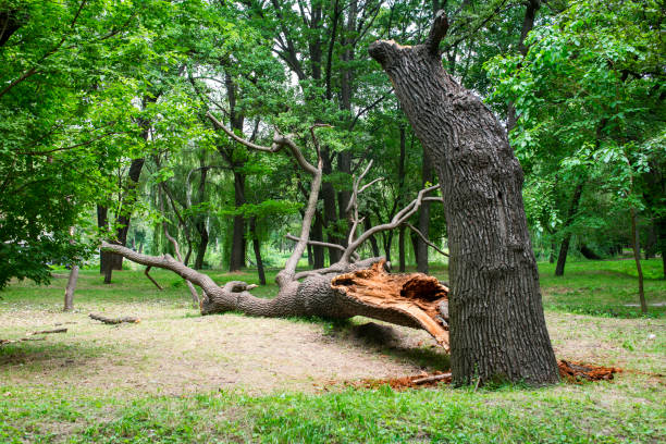 Best Tree Preservation Services  in Picture Rocks, AZ