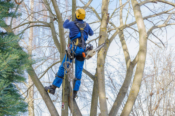 Best Tree Health Inspection  in Picture Rocks, AZ