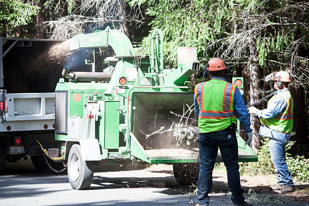 Best Palm Tree Trimming  in Picture Rocks, AZ