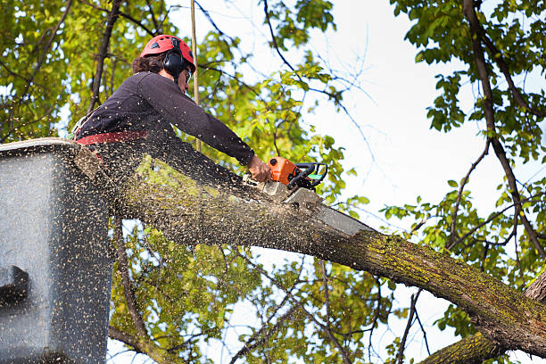 Best Stump Grinding and Removal  in Picture Rocks, AZ
