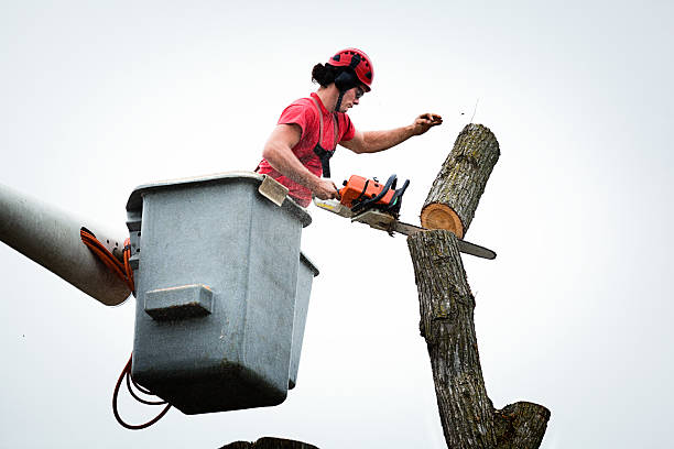 Professional Tree Care in Picture Rocks, AZ