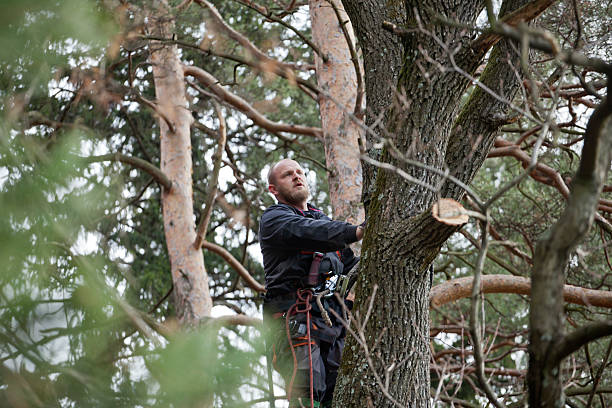 Best Tree Removal  in Picture Rocks, AZ